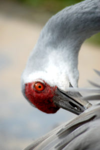 Clean Feathers