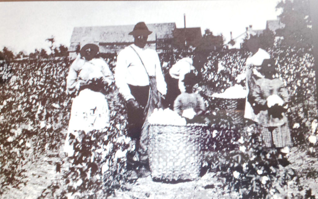 Cotton Harvest