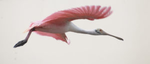 Spoonbill Flight