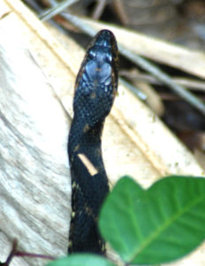 Water Snake