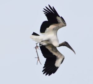 Wood Stork