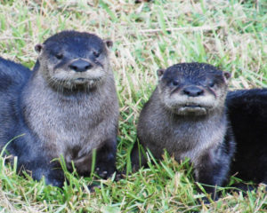 Otters playing on the sunny banks of our fresh water slough